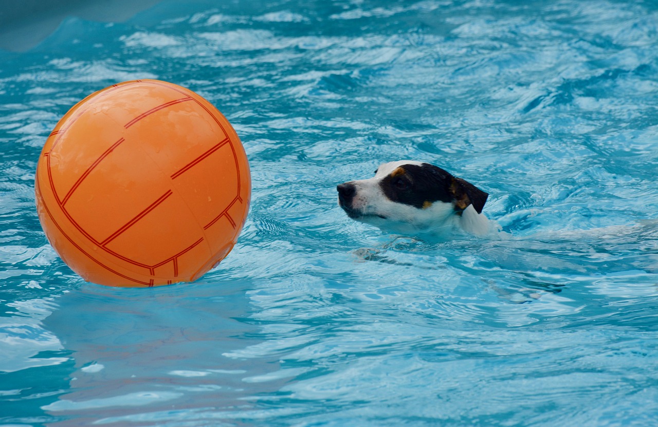 Hundeschwimmen 2023
