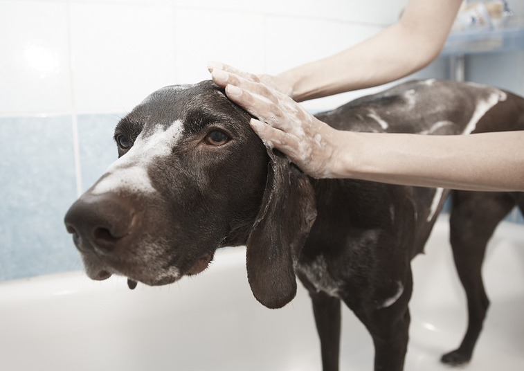 Hund mit Shampoo